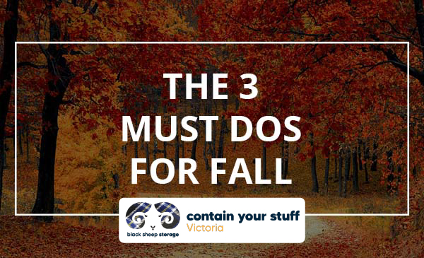 fall, leaves, forest