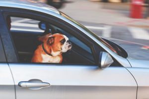 dog, car, trip