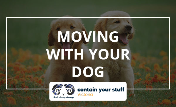 moving, dog, guide