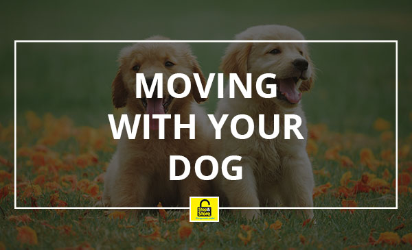 moving, dog, guide
