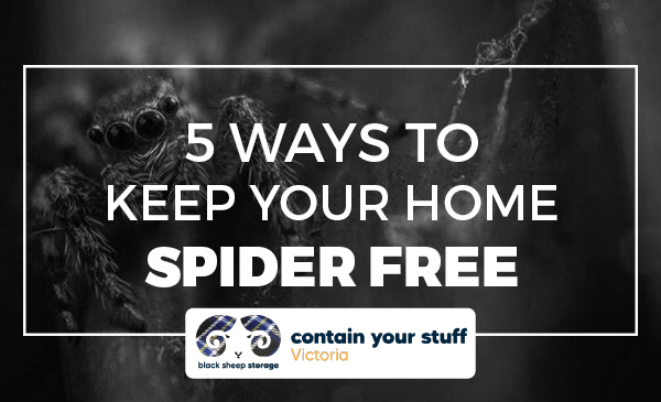 spiders, home. tips