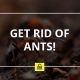 remove ants, bugs, insects