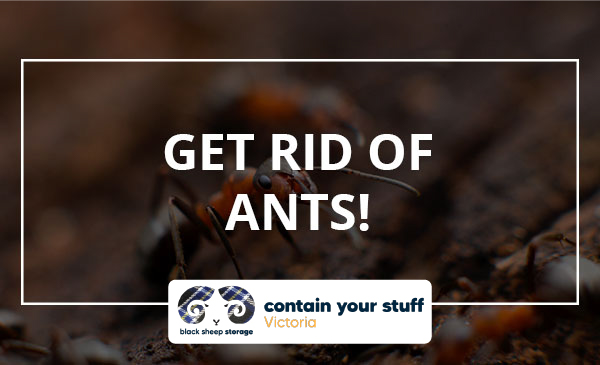 remove ants, bugs, insects